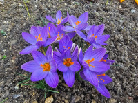 /album/rarity-a-novinky-2026-predjari/crocus-mawii-jpg1/